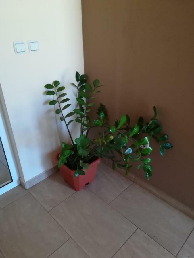 Apartament Laura Bibinje Zewnętrze zdjęcie